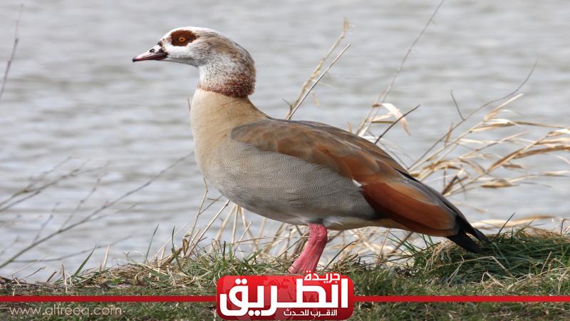 حقيقة هجرة «وزة» مصرية إلى الهند.. اعرف القصة | المنوعات | الطريق