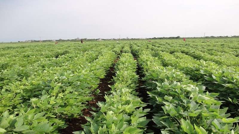«مبادرة ازرع».. نوة الخير لزيادة الرقعة الزراعية في مصر