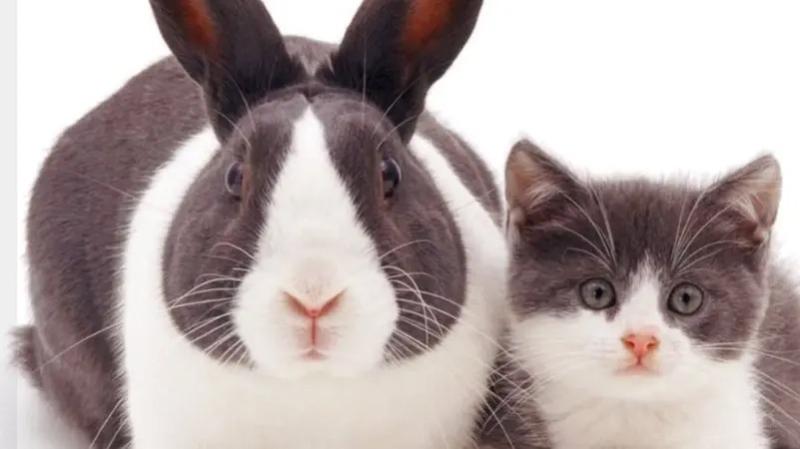 القطط والأرانب ـ العربية