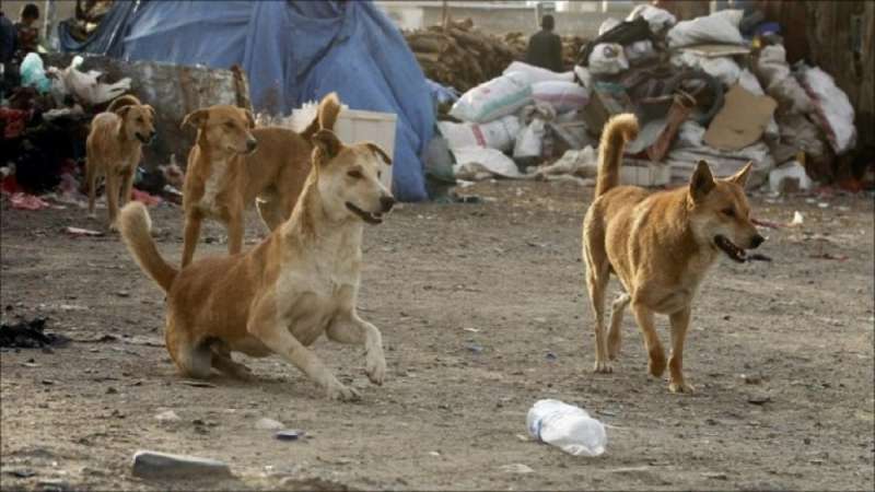 30 مليون كلب ضال في مصر تُنذر بكارثة بيئية وصحية.. والثعابين تترقب اختفاءها- (ملف خاص)