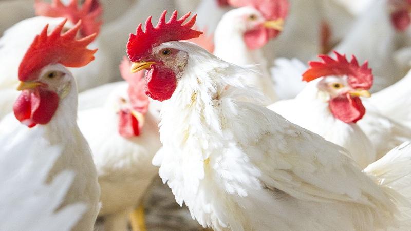 مدير إنتاج البيض: «بدء تسليم 60 دجاجة بياضة للحاجزين اليوم»