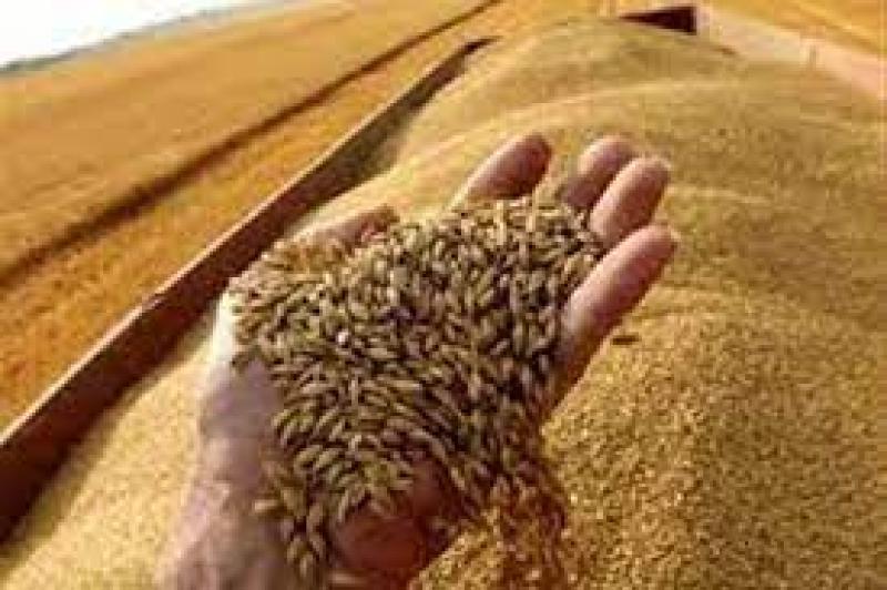 نقيب الفلاحين يكشف أهمية  زيادة سعر توريد إردب القمح  إلى 1250 جنيها