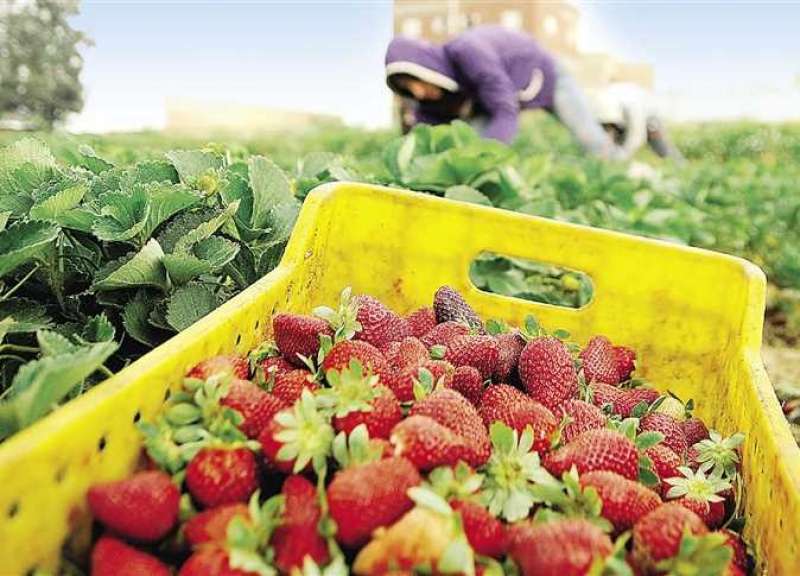 وزيرة التخطيط ووزير مالية زيمبابوي يبحثان التعاون في قطاع الزراعة