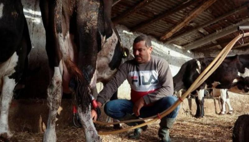 بسبب ارتفاع أسعار الأعلاف.. تصاعد أزمة اختفاء الحليب في تونس