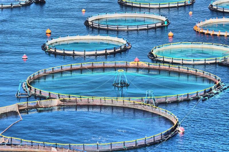 الفاو: مصر السادسة عالميًا في إنتاج الأسماك من الاستزراع السمكي