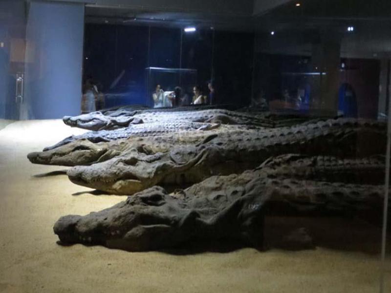 متحف التمساح بأسوان يحتفل بذكرى مرور 12 عامًا على افتتاحه
