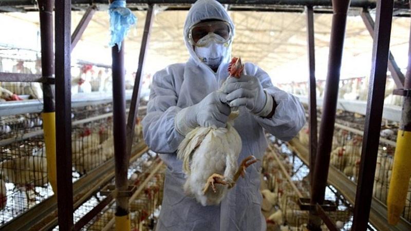 إنفلونزا الطيور.. «الطريق» تكشف جهود الطب البيطري لمجابهة تفشي الوباء