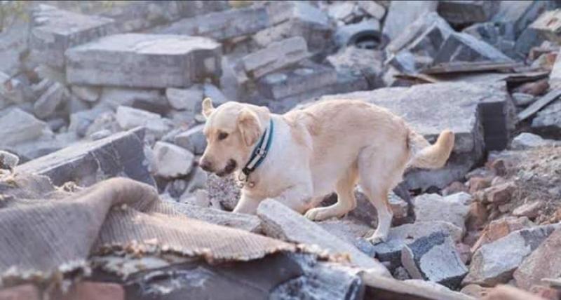 كلب يبحث عن أصدقائه تحت الأنقاض بتركيا