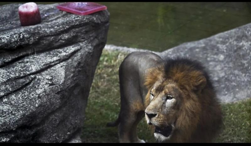 حديقة برازيلية تقدم للحيوانات آيس كريم بنكهة اللحوم والدواجن