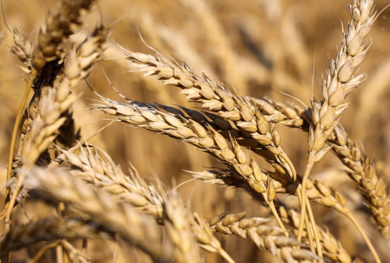 «الزراعة»: الأمور تحت السيطرة بالنسبة لمحصول القمح.. فيديو
