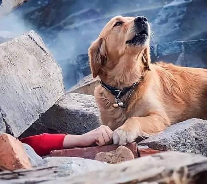 آخر أخبار الزلزال.. حقيقة صور كلاب تحاول إنقاذ العالقين تحت الأنقاض