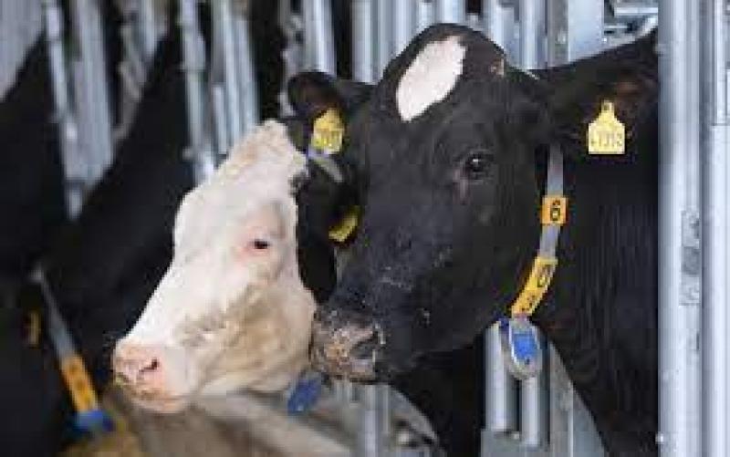لأول مرة في العالم.. علماء صينيون يستنسخون 3 أبقار عالية الإنتاج