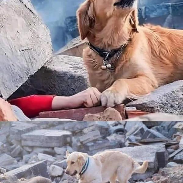 حقيقة صورة كلب يبحث عن صديقه 