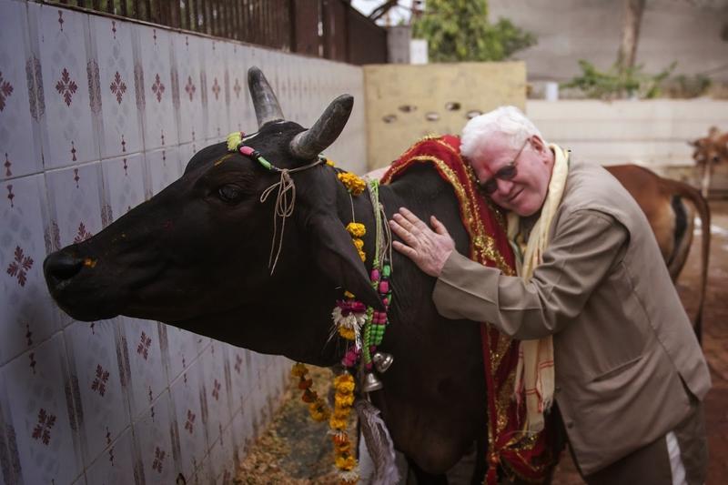 تغيير مسمى عيد الحب إلى يوم عناق البقرة.. مطلب حكومي غريب في الهند