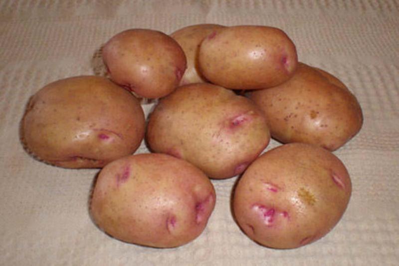 سلالات بنفسيجية من البطاطس 