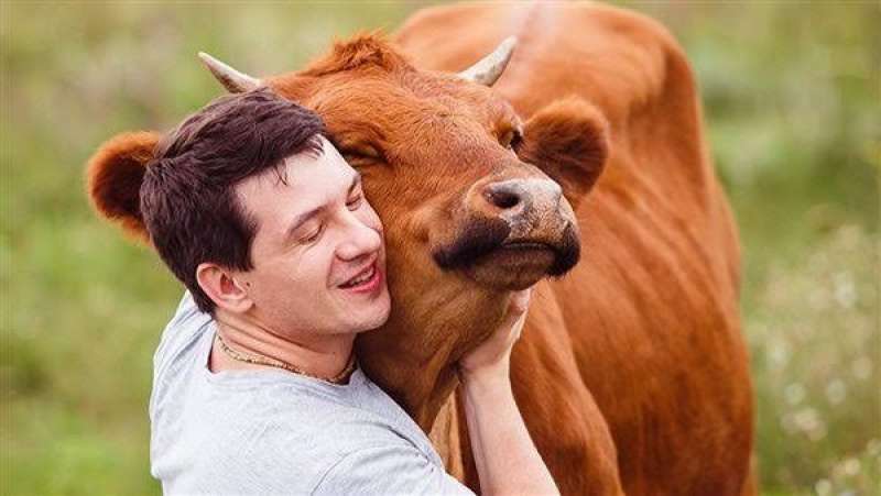 بدلا من عيد الحب.. مطالب باعتبار 14 نوفمبر يوما لحضن البقر في الهند