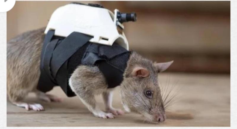 فئران تشارك في إنقاذ الضحايا