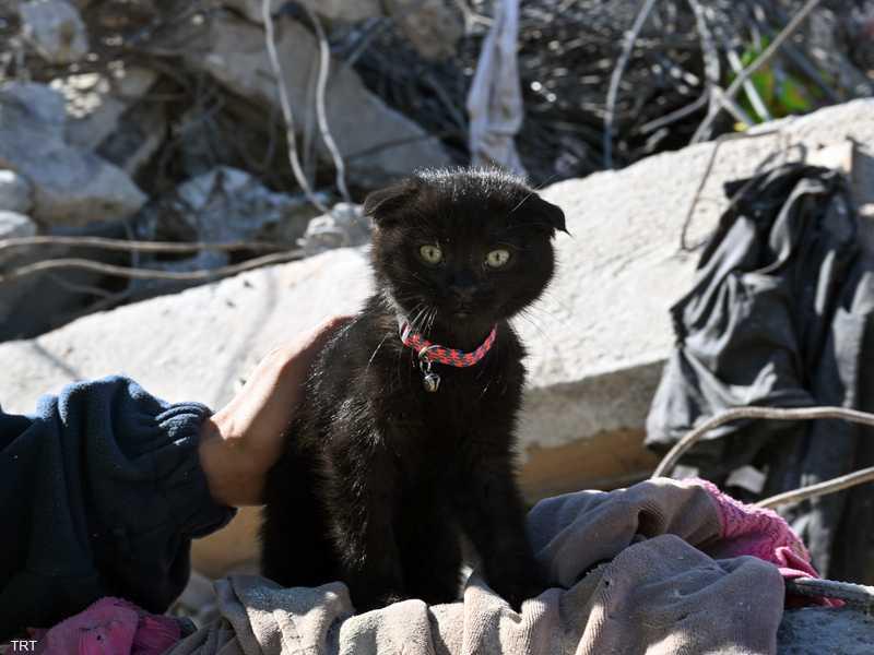 الرحمة في أبهى صورها.. إنقاذ القطة «أمل» من تحت أنقاض زلزال تركيا