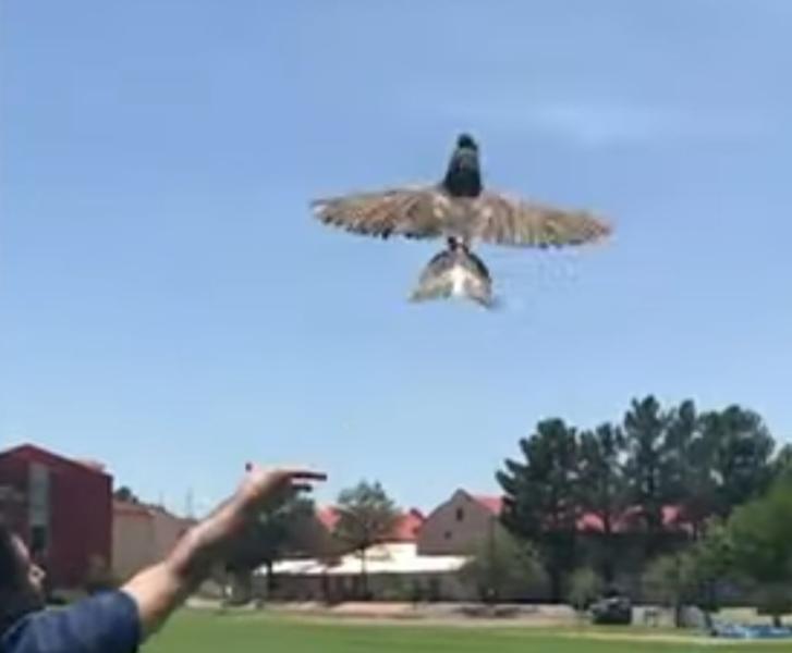 لأغراض التجسس.. طريقة جديدة لاستخدام الطيور النافقة كطائرات بدون طيار (فيديو)