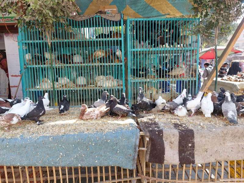 أنواع الطيور البلدية الحية في سوق مدينة ناصر بسوهاج