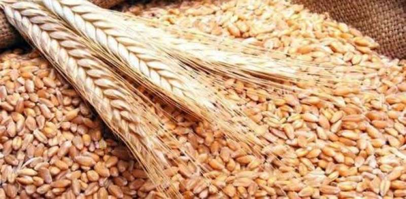 «منظمة الأغذية» اتفاق تصدير الحبوب مهم جدا لإفريقيا