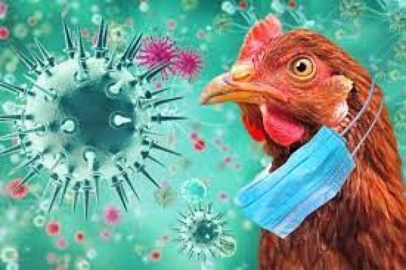 إنفلونزا الطيور  (رويترز)