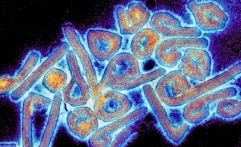  فيروس ماربورغ والإيبولا