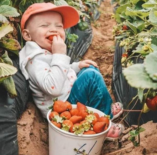 طفل يأكل الفراولة_مصدر الصورة_سوشيال