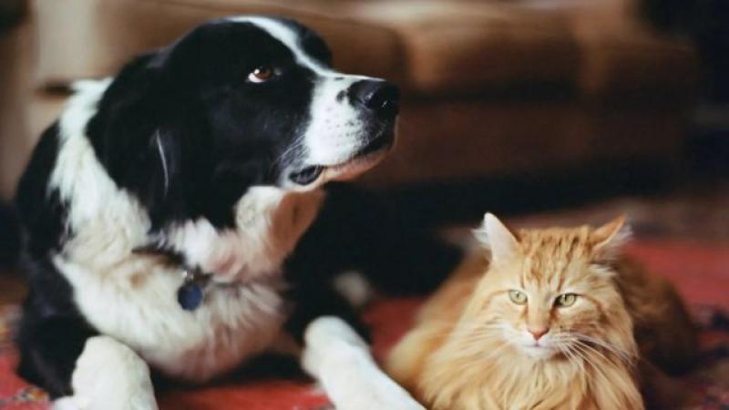 أمراض القطط والكلاب 