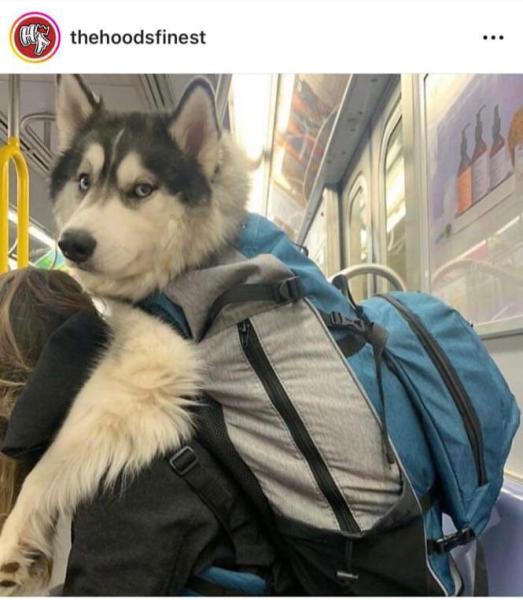 قرار باصطحاب الكلاب في حقائبها بمحطات المترو