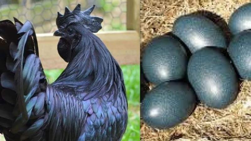 دجاج يضع بيض أسود_مصدر الصورة_سوشيال