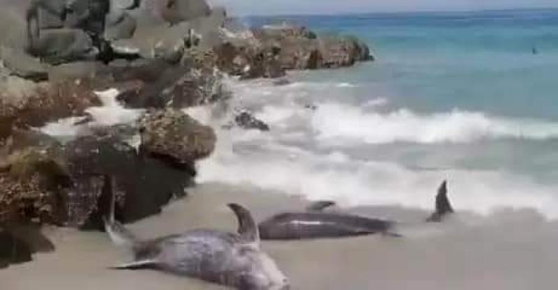 تزامنًا مع زلزال تركيا.. جنوح 8 دلافين على شواطئ عمان يثير القلق