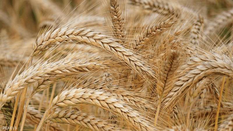 الزراعة: سعر أردب القمح 1250 جنيها.. وملتزمون بأي زيادة حال ارتفاع الأسعار عالميًا