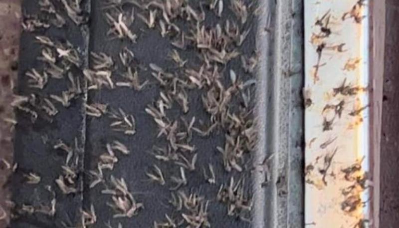 هجوم حشرات طائرة بالإسكندرية 