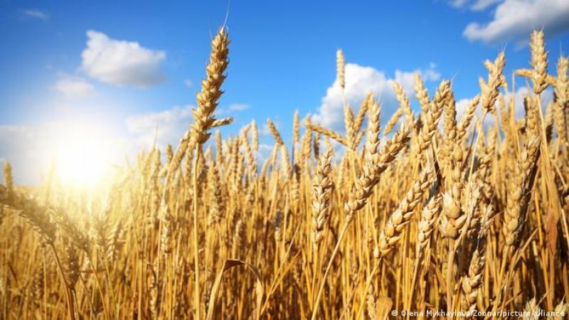 التصديري للصناعات الغذائية: 10 ملايين طن حجم استيراد مصر من القمح سنويًا