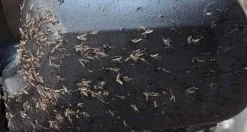 أستاذ الحشرات لـ”الطريق”: هاموش الإسكندرية حقيقي ولا يعيش أكثر من 10 أيام