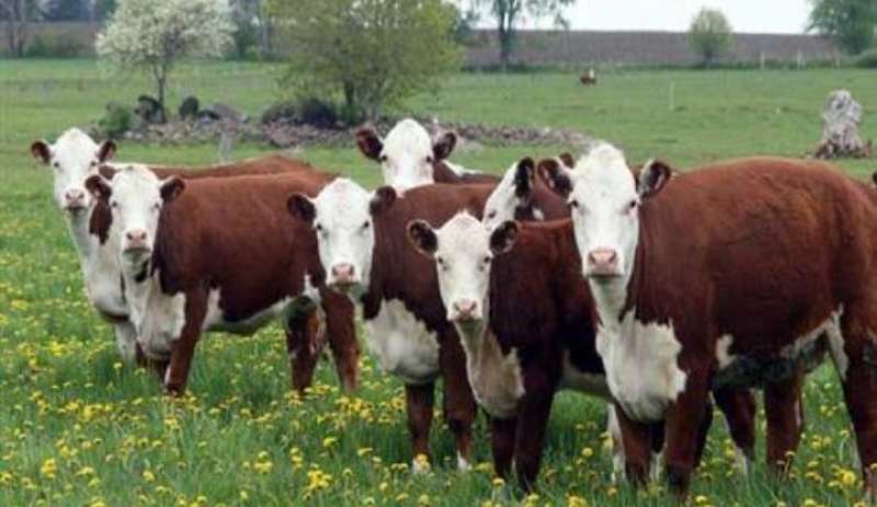 «الزراعة»: تعليق استيراد اللحوم من البرازيل مؤقتًا