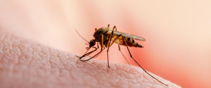 الإصابة بالملاريا ـ ويب طب