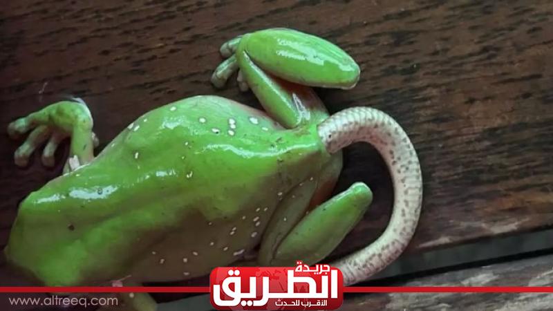 ضفدع يلد ثعبان يثير الجدل على مواقع التواصل الاجتماعي | المنوعات | الطريق
