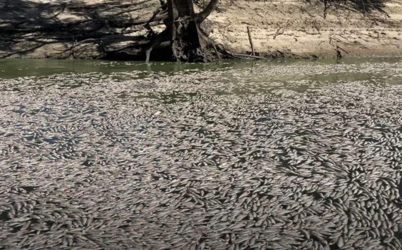 بسبب الطقس الحار.. ملايين الأسماك النافقة والمتحللة تسد نهر دارلينج في أستراليا