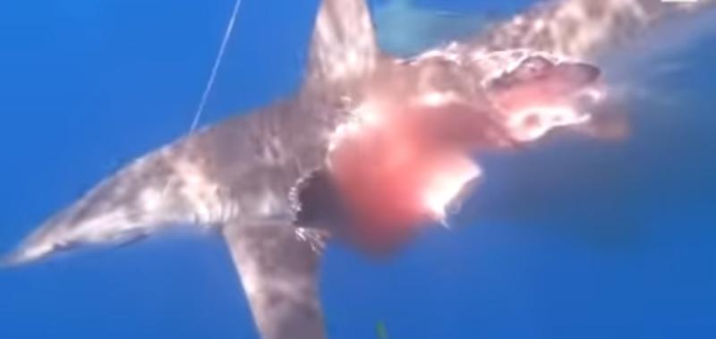 شاهد.. صور القرش الزومبي نصف المأكول