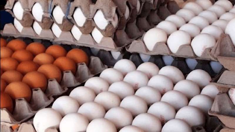 عميد «زراعة عين شمس»: أسعار البيض هتبقى أقل من 80 جنيها قريبا