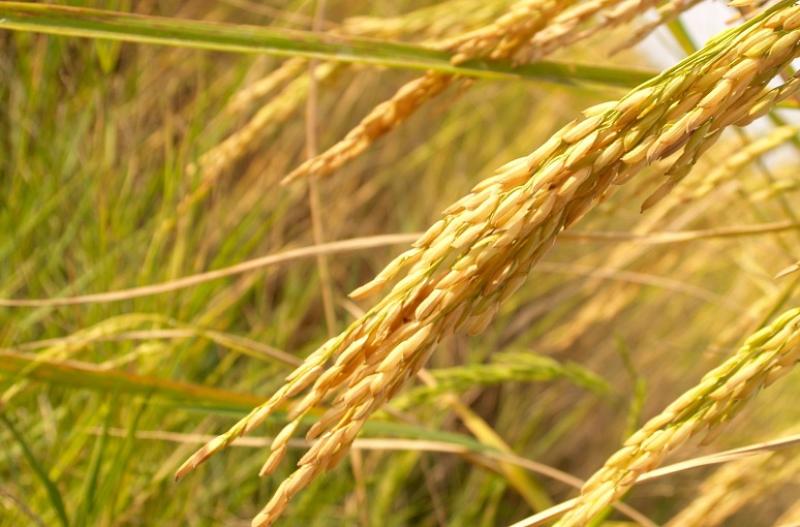 خبير: الدولة وضعت محددات لزراعة الأرز هذا العام.. فيديو