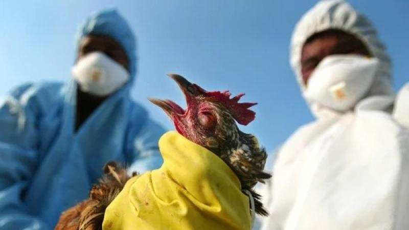 إنفلونزا الطيور ـ العربية