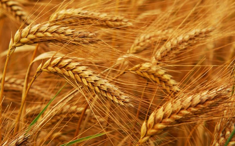 برلماني: قرار الحكومة منح حافز إضافي لتوريد القمح «يقضي على السوق السوداء»