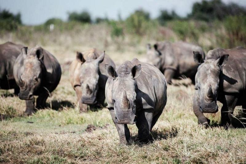 بسبب ارتفاع التكاليف.. عرض أكبر مزرعة في العالم لحماية وحيد القرن للبيع