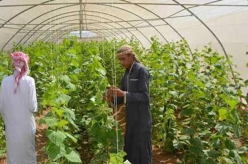 على طريق التعمير.. كيف اهتمت الدولة بالتنمية الزراعية في سيناء؟