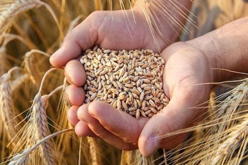 التموين: 10 محاور مهمة لتشجيع المزارعين على توريد القمح للدولة