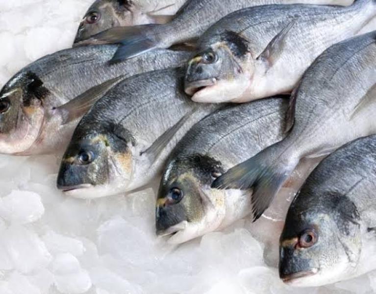 كيف تفرق بين الأسماك الطازجة والتالفة؟.. «الصحة» تجيب