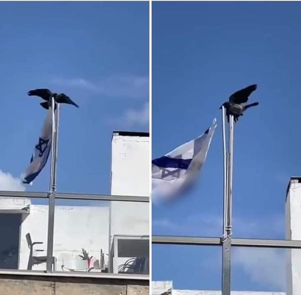 غراب ينتزع علم إسرائيل ويلقي على الأرض 